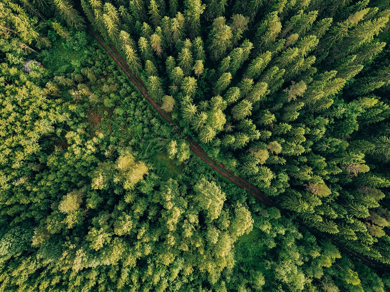 Aerial-view-of-forest-road